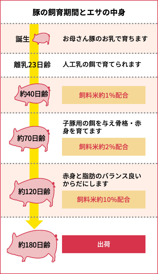 産直豚